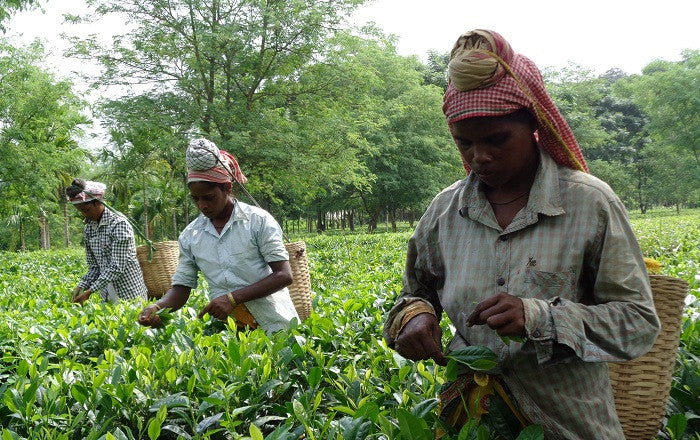 Dark side of Assam tea and importance of organic farming