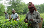 Dark side of Assam tea and importance of organic farming