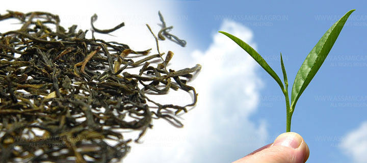 Understand The Background Of Assamica Agro Green Tea Now.
