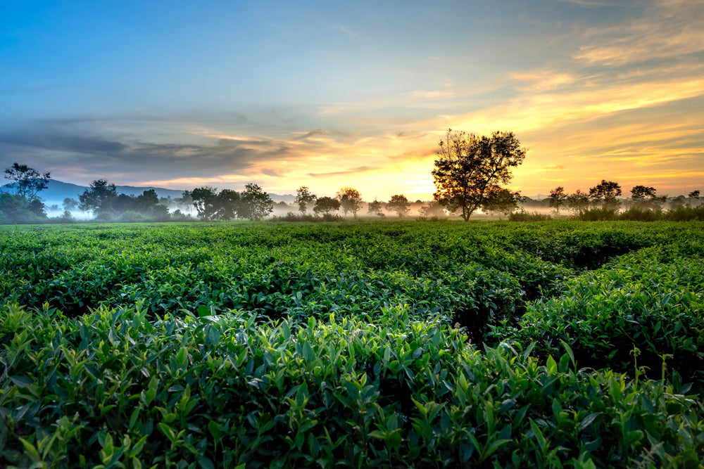 Green tea garden landscape in Assam